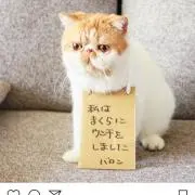 michi