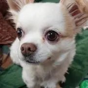 さなやんの画像
