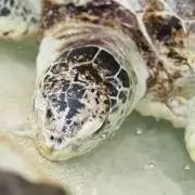 ばむ
