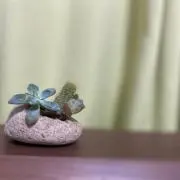 なぎの画像