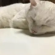 にこの画像