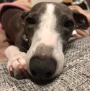 ブリ