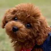まんまるの画像
