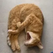 びくそんの画像