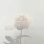 hnn