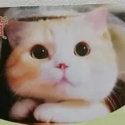 たま プロフ必読願いますの画像