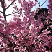 タナ
