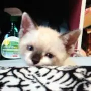 にゃま๑•̀ㅁ•́ฅ✧