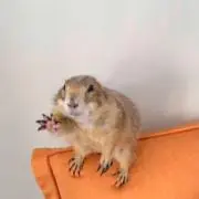 jjの画像