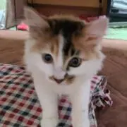 ミヤの画像