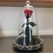 かなみーの画像