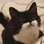 ゆうぎ