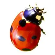 ❇︎ Ladybug ❇︎の画像