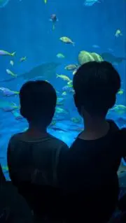 ひとみの画像