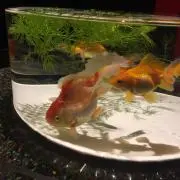 ふじきち