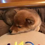 なりちゃん