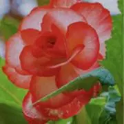 yschの画像