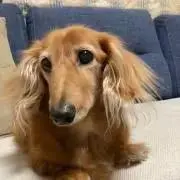 ぐる
