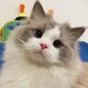 YAMIの画像