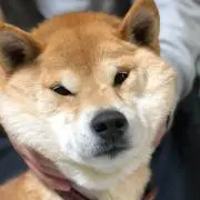 しばの画像