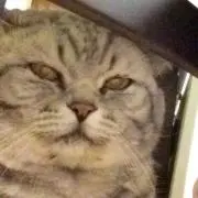ミィ太郎にゃんの画像