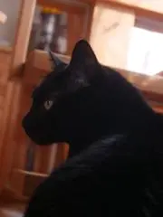 しゅり