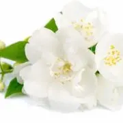 茉莉花の画像