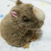 ちかちゃん