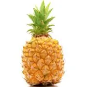 パイン太郎