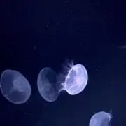 れいの画像