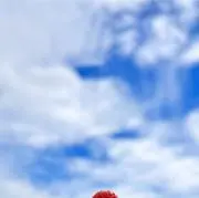 まりも