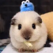 ＊ちーぼー＊の画像