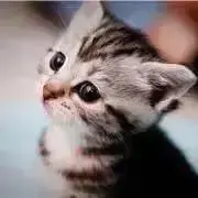しゅん❀プロフ必読(*´∀｀*)の画像