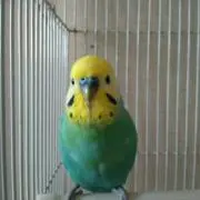 きょっぺ