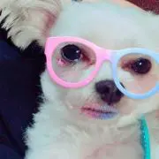 ぽんちゃん