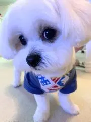 あやの画像