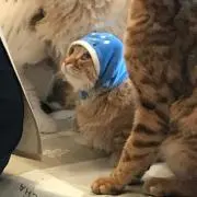 たけ