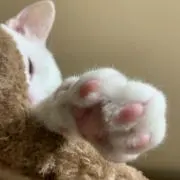 ニャランチュラ