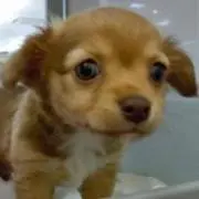 ゆずぽんの画像