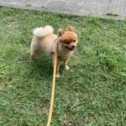 こじないみん