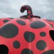 adaの画像