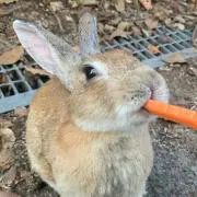 ぬー