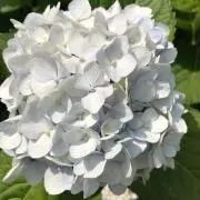 ぴー♡の画像