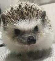 harryの画像