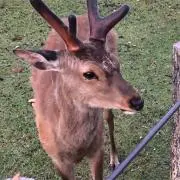 なり
