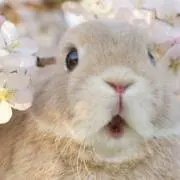 ユキの画像