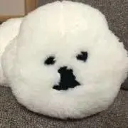 しらたまの画像