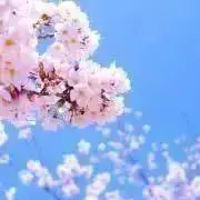 Fujinoの画像
