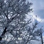 セイの画像
