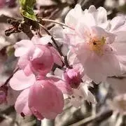 みかん⭐︎の画像